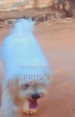 1+ year Male Purebred West Highland White Terrier