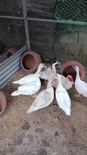 Ducks and Ducklings in Munyonyo