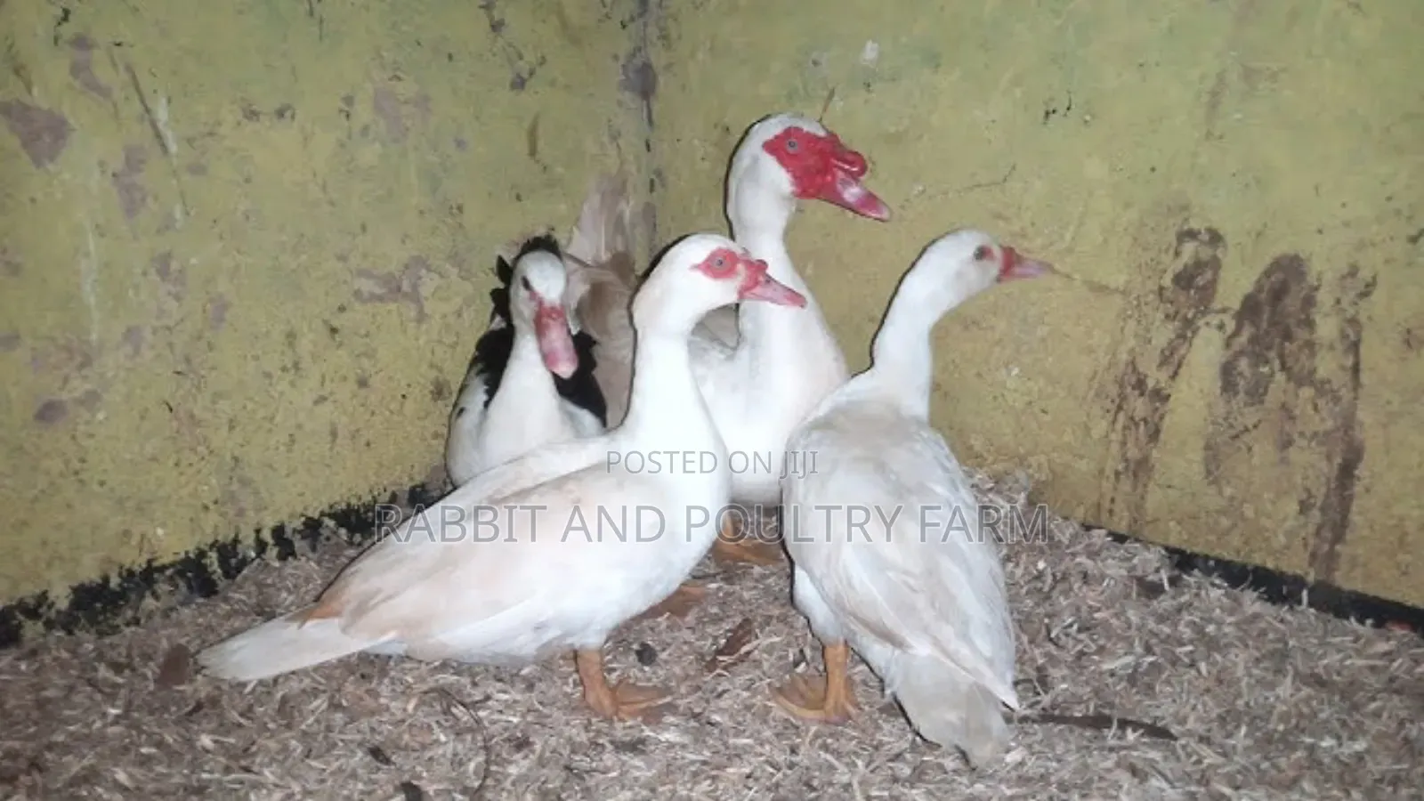 Ducks and Ducklings in Munyonyo