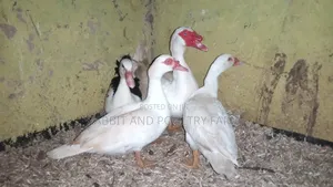 Ducks and Ducklings in Munyonyo