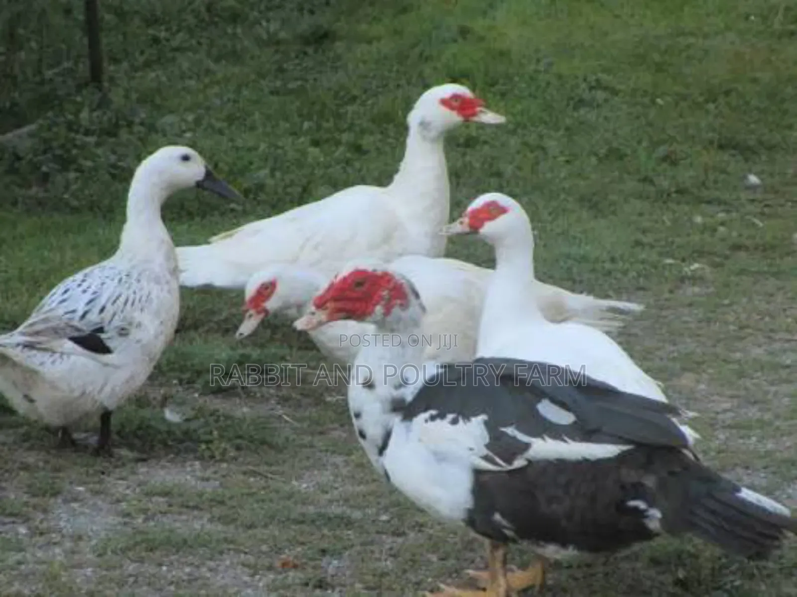 Ducks and Ducklings in Munyonyo