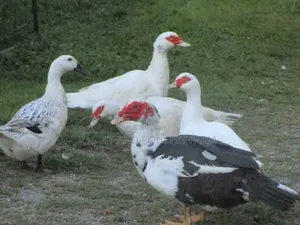 Ducks and Ducklings in Munyonyo