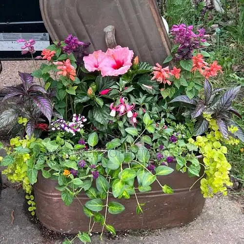Flower Man