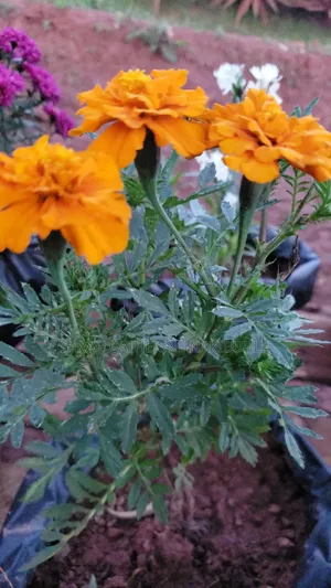 Compound Flowers
