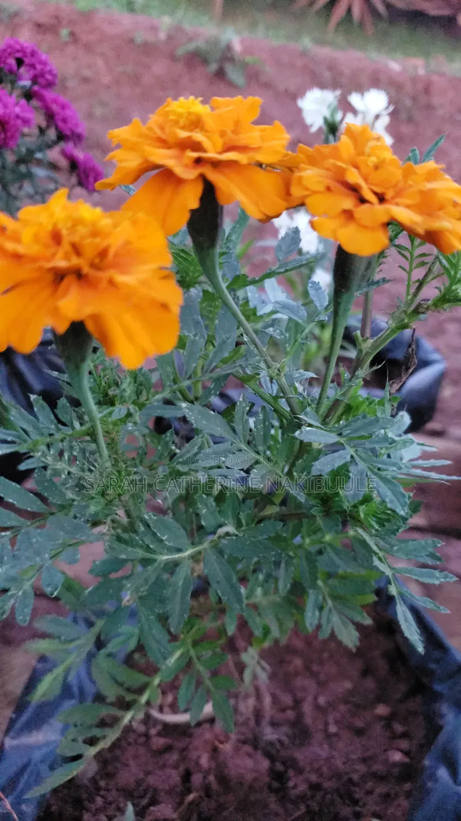Compound Flowers