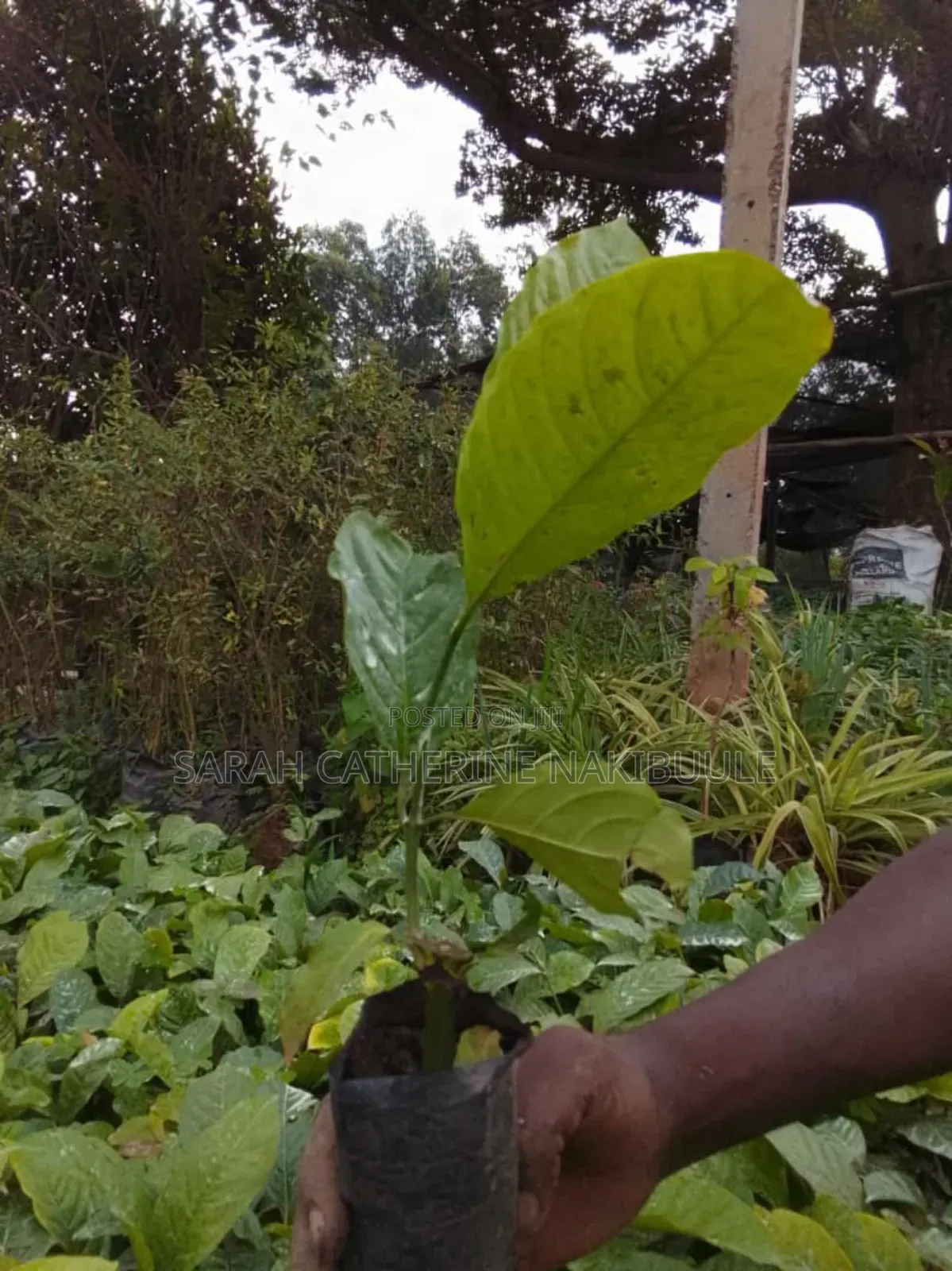 Coffee Seedlings