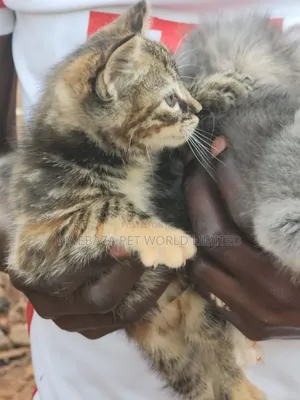 1-3 months Female Purebred Persian
