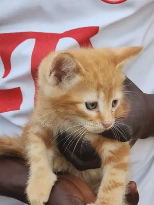 1-3 months Female Purebred Persian