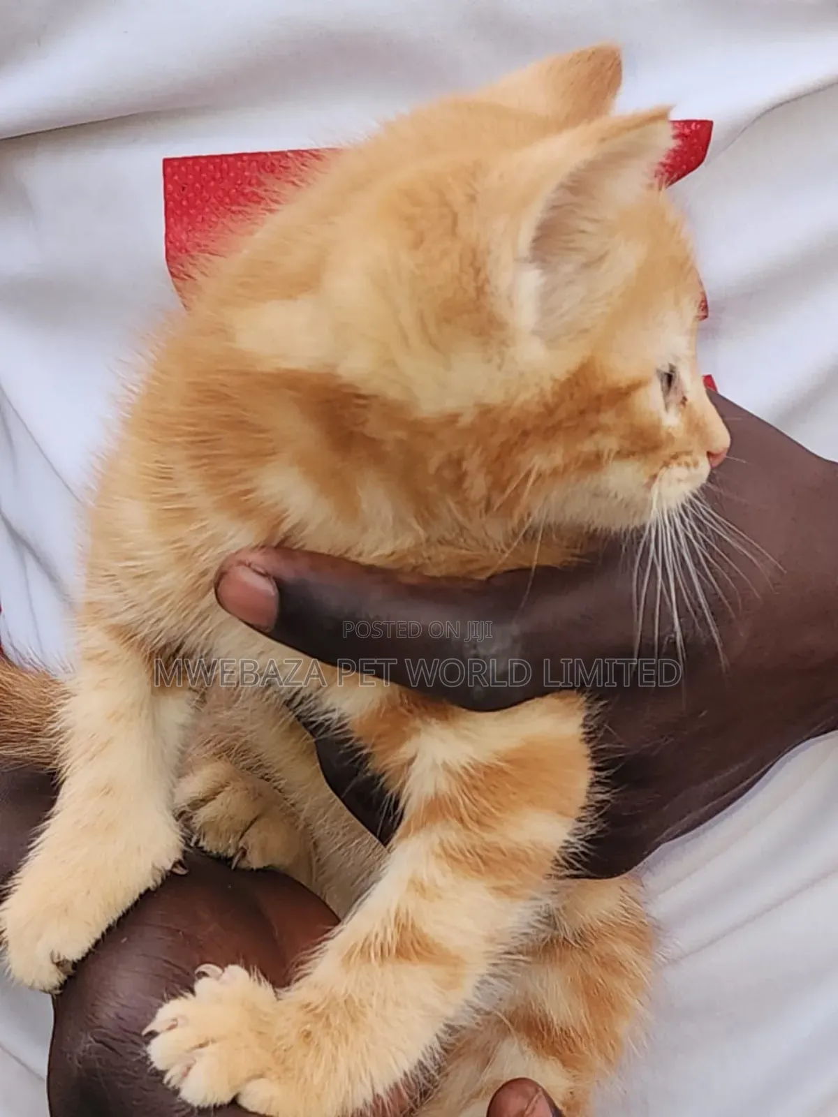 1-3 months Female Purebred Persian