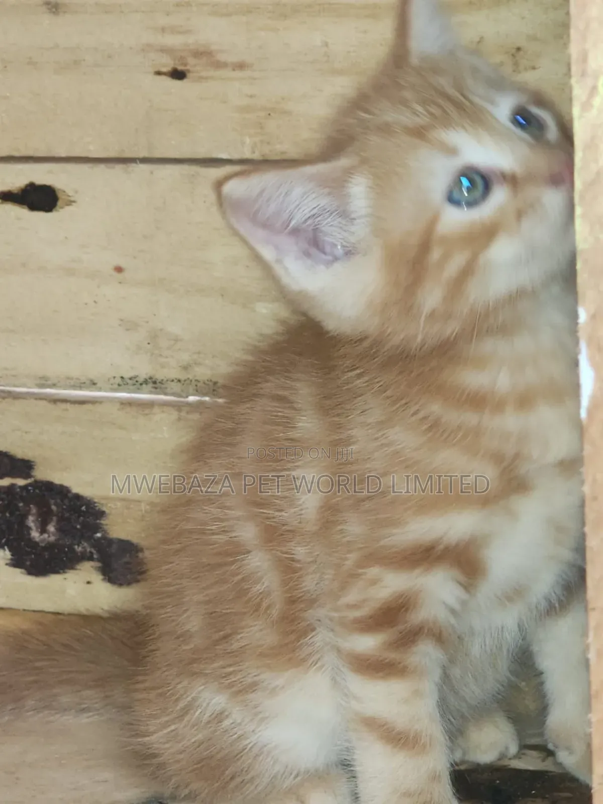 1-3 months Female Purebred Persian
