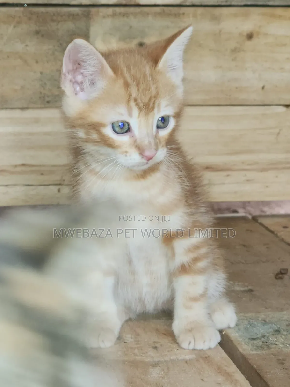 1-3 months Female Purebred Persian