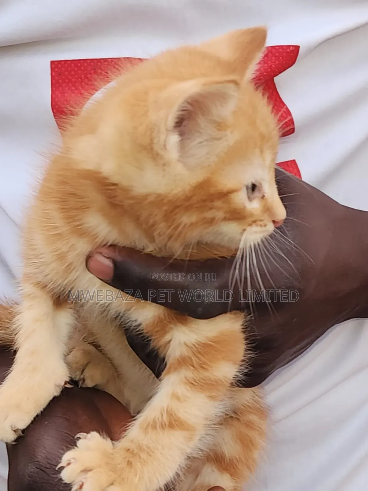1-3 months Female Purebred Persian