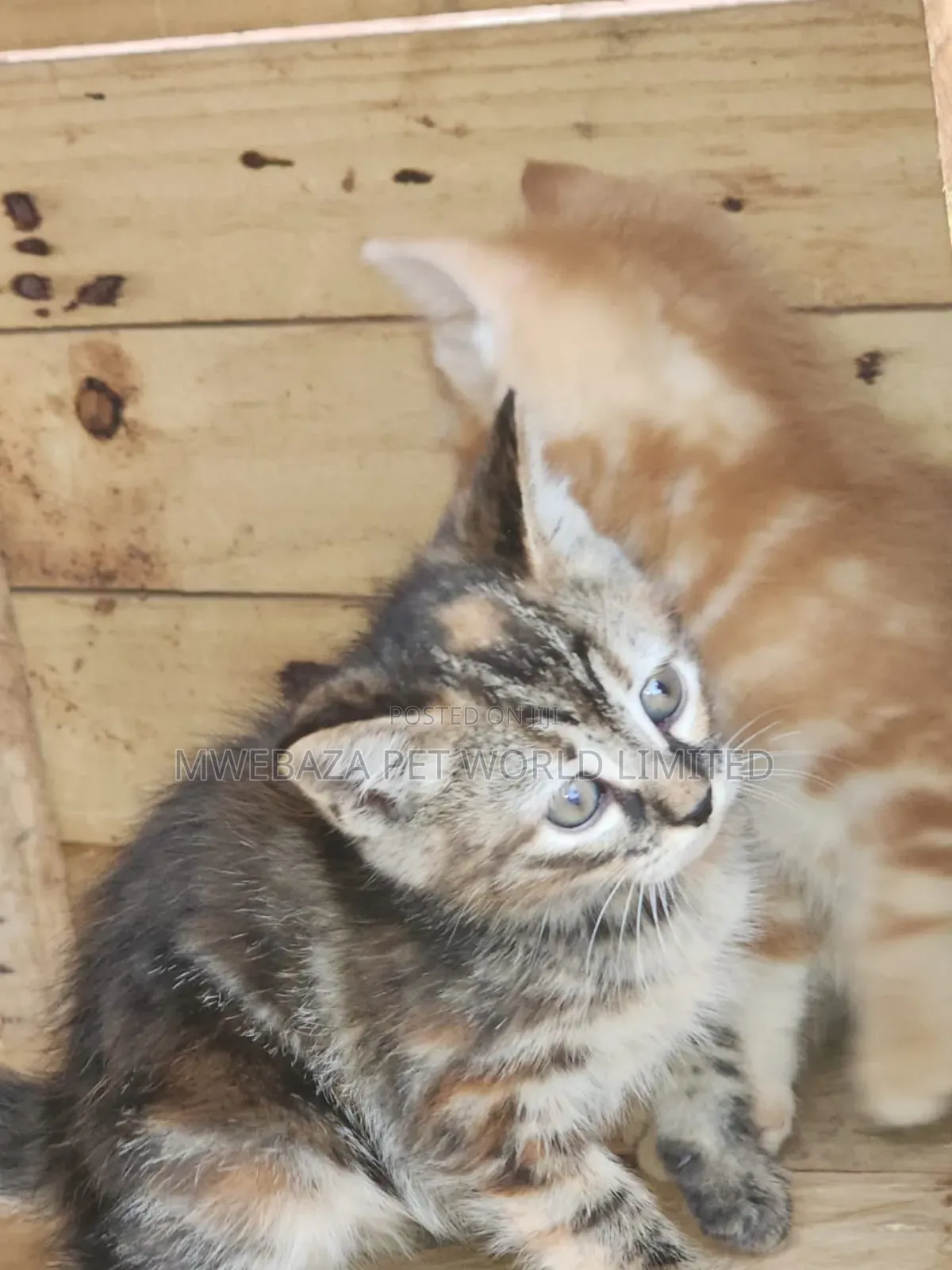 1-3 months Female Purebred Persian