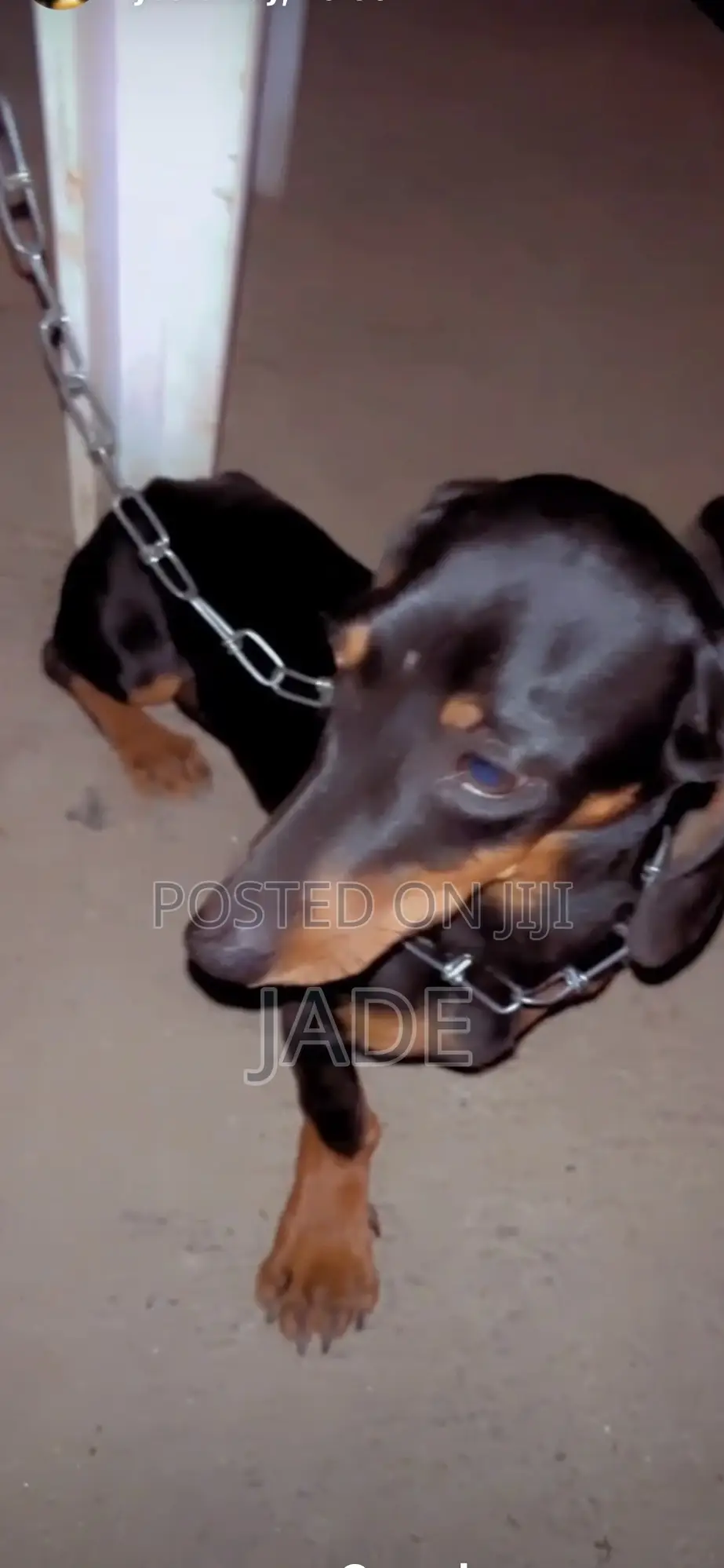 3-6 months Male Purebred Dachshund