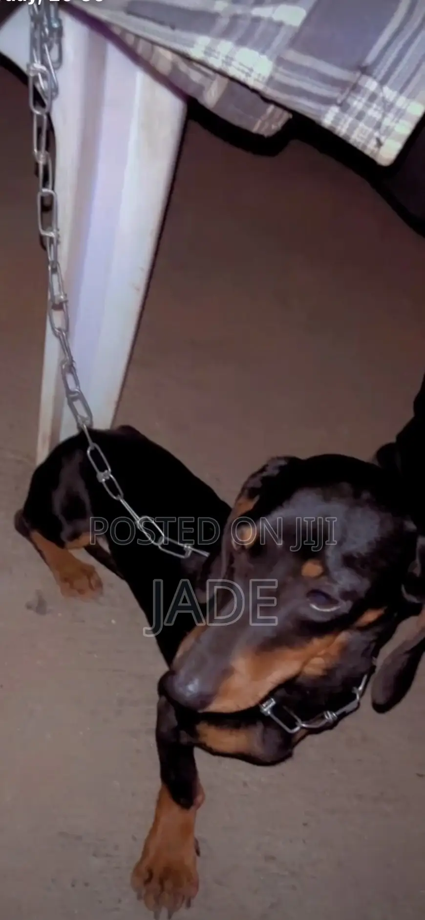 3-6 months Male Purebred Dachshund