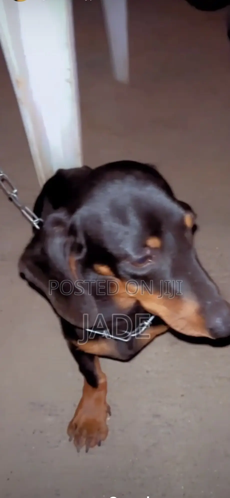 3-6 months Male Purebred Dachshund
