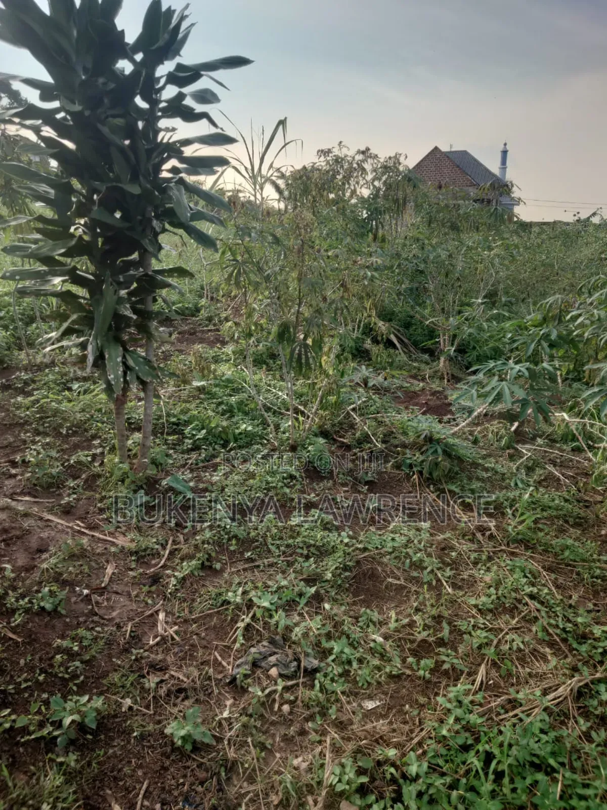 50x100 Titled Plot For Sell 28m In Wakiso Jimbo 2.5kms From Tarmac