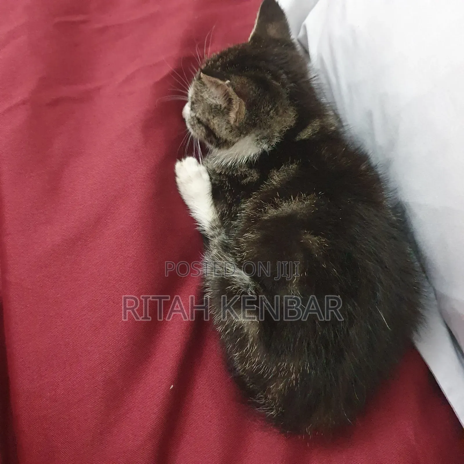 3-6 months Male Mixed Breed Exotic