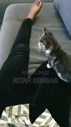 3-6 months Male Mixed Breed Exotic