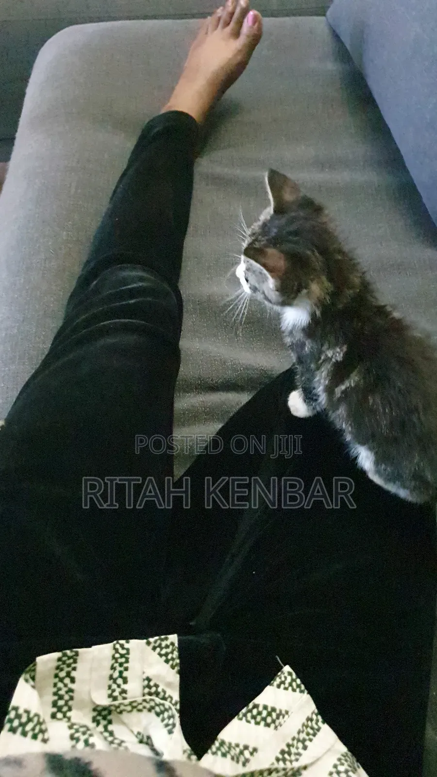 3-6 months Male Mixed Breed Exotic