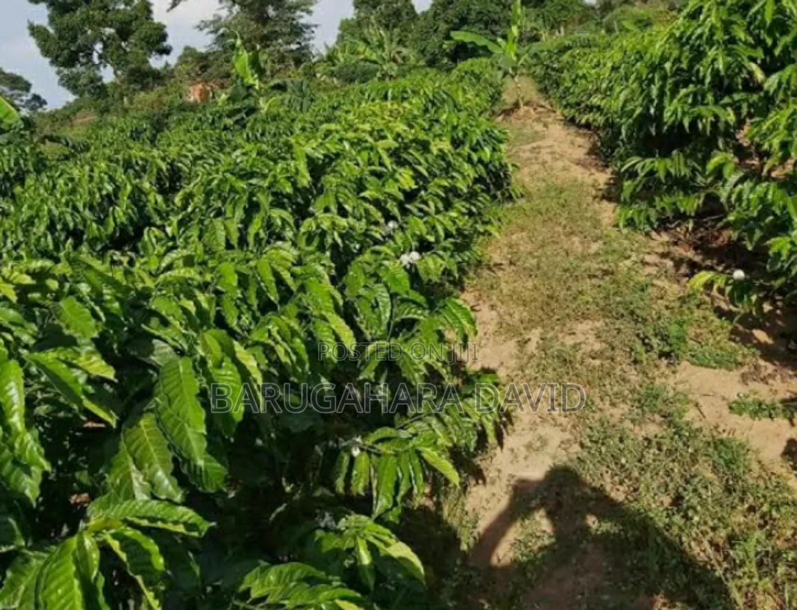 Land With Coffe