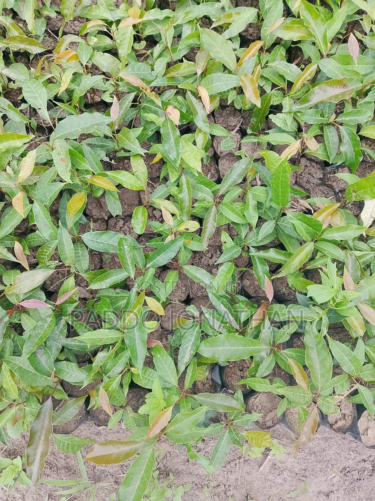 Mahogany (Khaya Senegalensis)