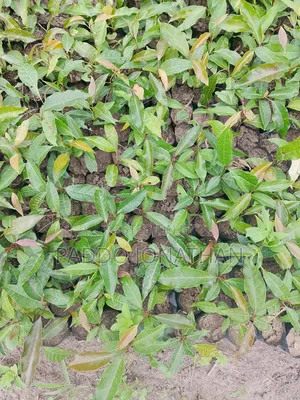 Mahogany (Khaya Senegalensis)