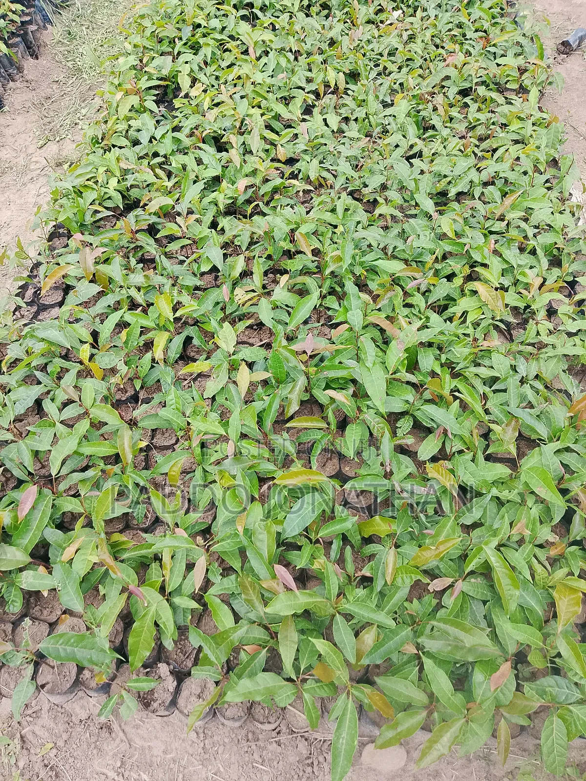 Mahogany (Khaya Senegalensis)
