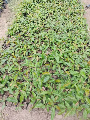 Mahogany (Khaya Senegalensis)