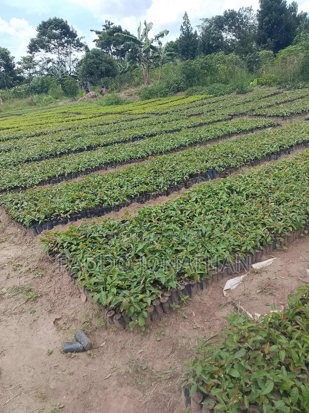 Mahogany (Khaya Senegalensis)