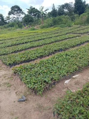 Mahogany (Khaya Senegalensis)