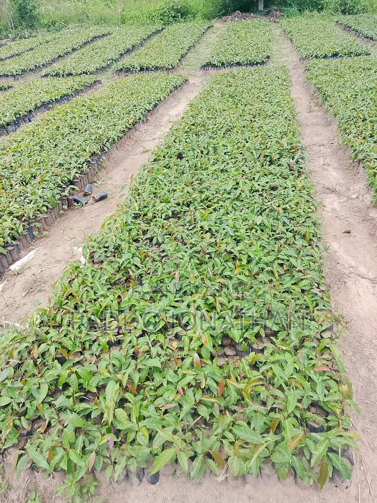 Mahogany (Khaya Senegalensis)