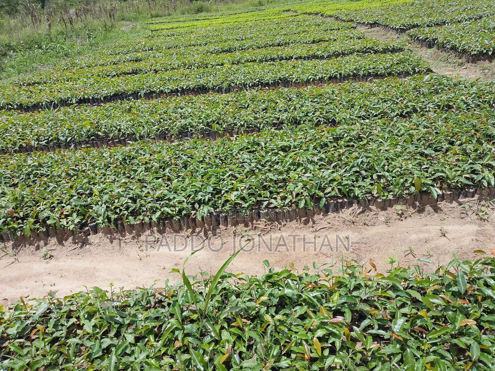 Mahogany (Khaya Senegalensis)