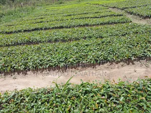 Mahogany (Khaya Senegalensis)
