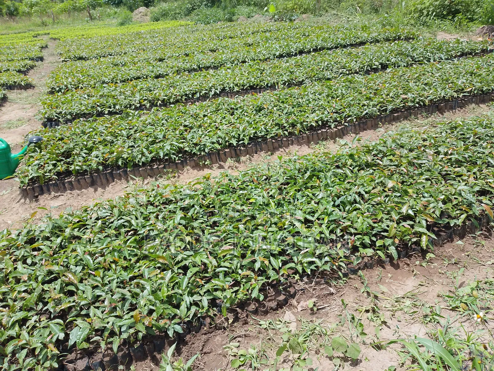 Mahogany (Khaya Senegalensis)