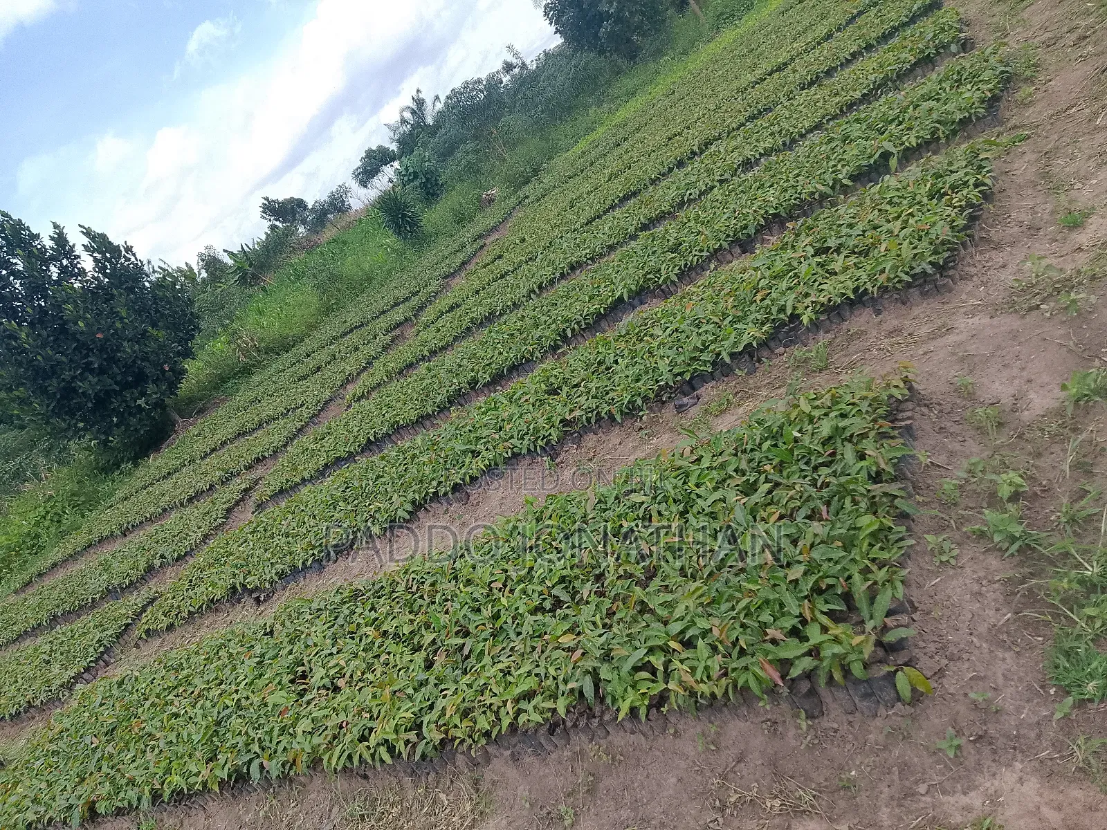 Mahogany (Khaya Senegalensis)