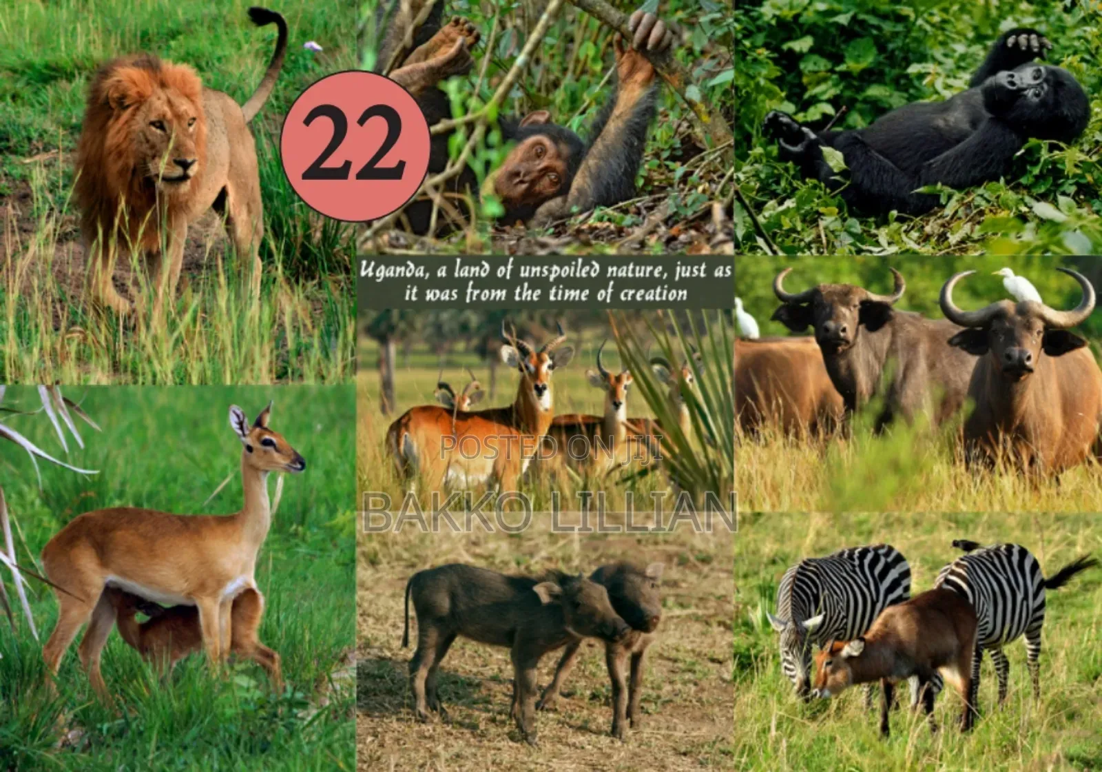 Post Cards Uganda