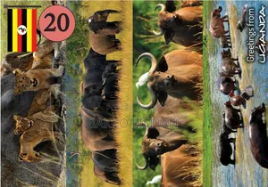 Post Cards Uganda