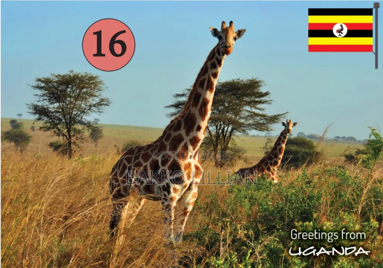 Post Cards Uganda