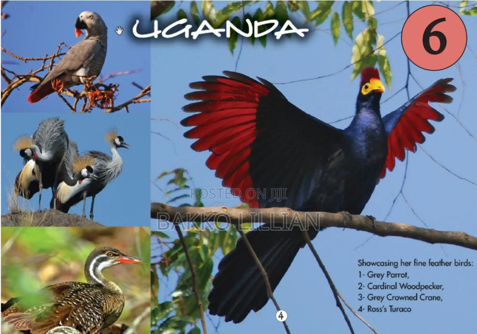 Post Cards Uganda