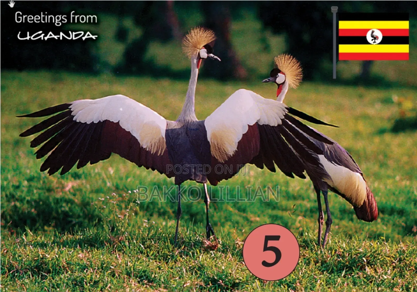 Post Cards Uganda