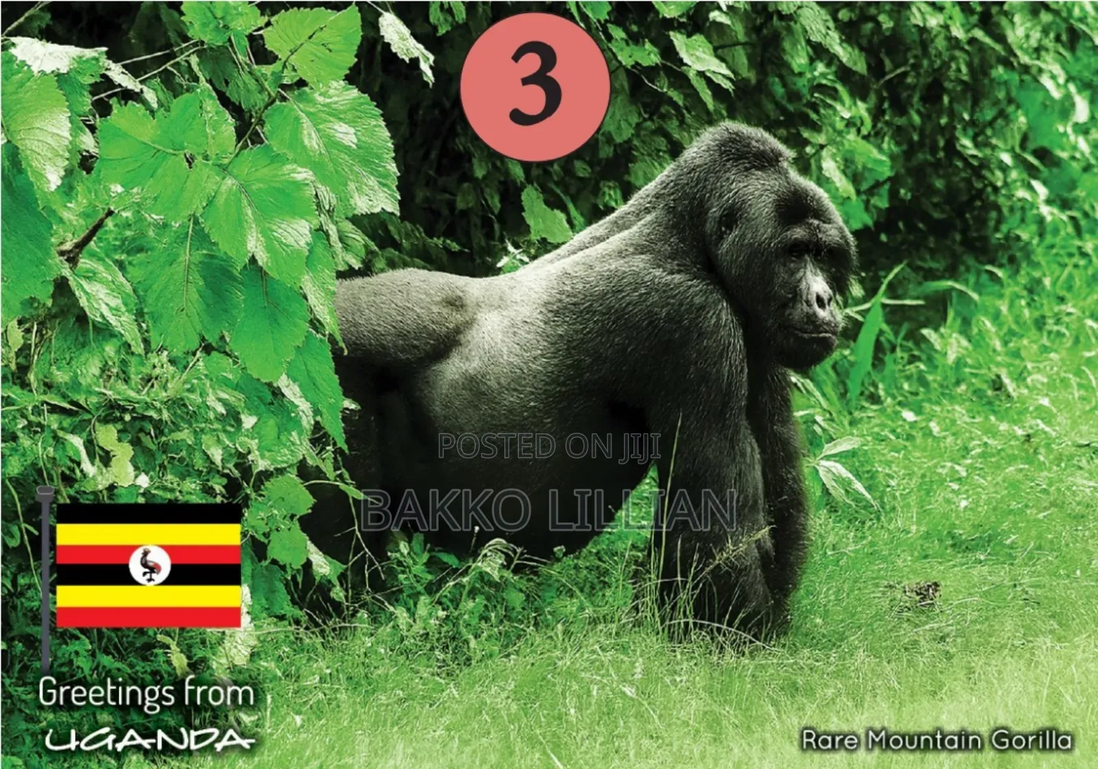 Post Cards Uganda
