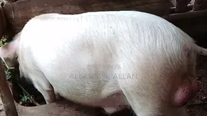 Male Cambrough Pig (Boor)