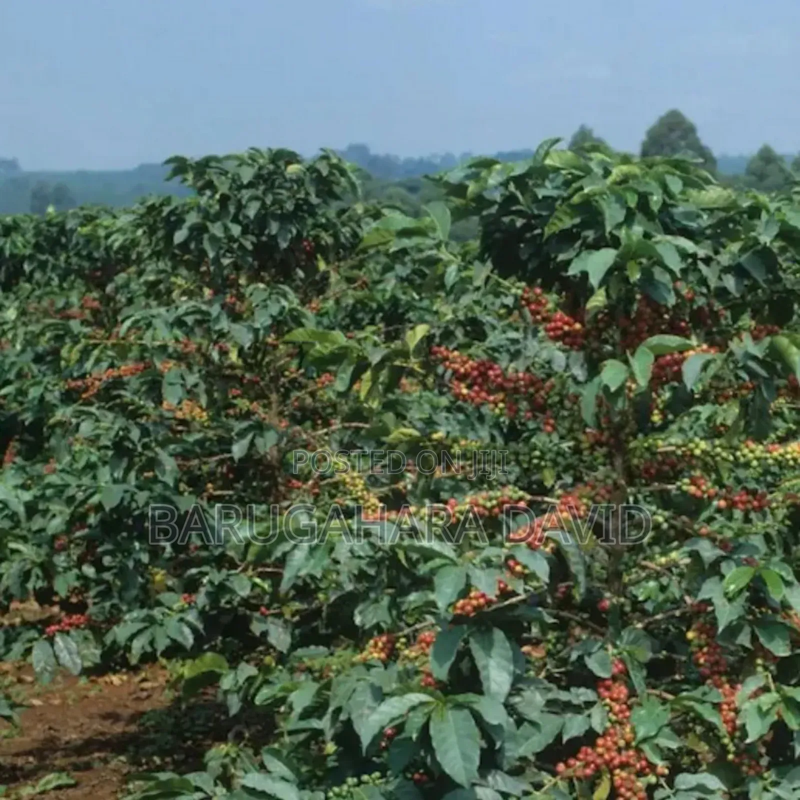 Land With Coffe