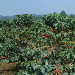 Land With Coffe