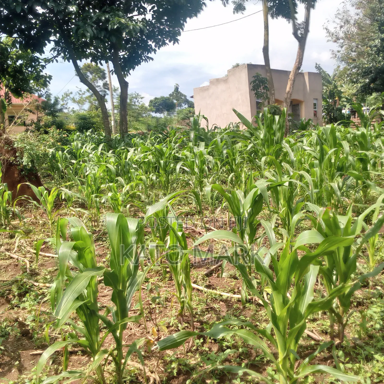 100ftby100ft Plot for Sale Located at Mukono Kabembe
