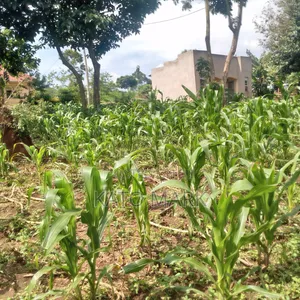 100ftby100ft Plot for Sale Located at Mukono Kabembe