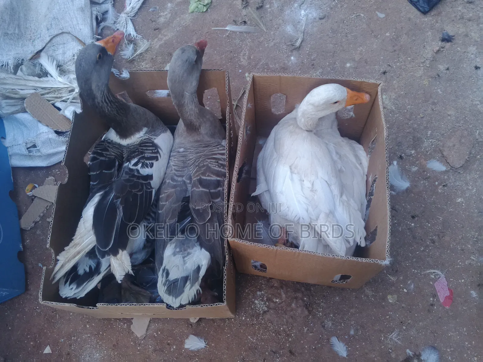 2 Females and 1 Mature Geese