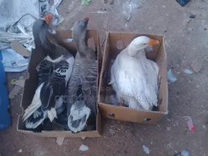 2 Females and 1 Mature Geese