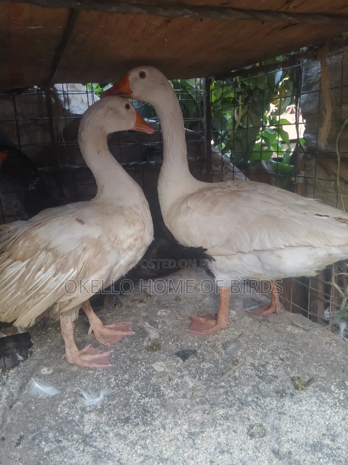 Male and Female Roman Geese for Sell